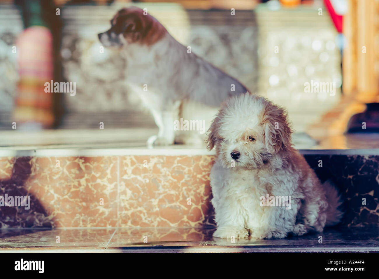 Poco simpatici cani attendere per accogliere gli ospiti di fronte all'hotel la mattina. Foto Stock