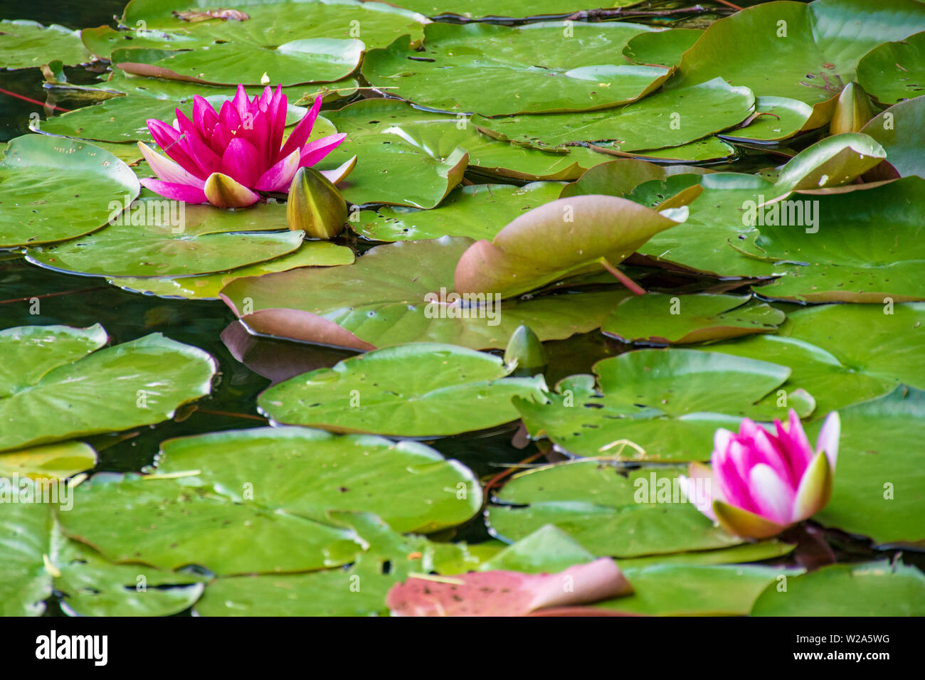 Bellissimo fiore di loto, rosa Nymphaea alba o acqua giglio tra il verde delle foglie con il polline giallo Foto Stock