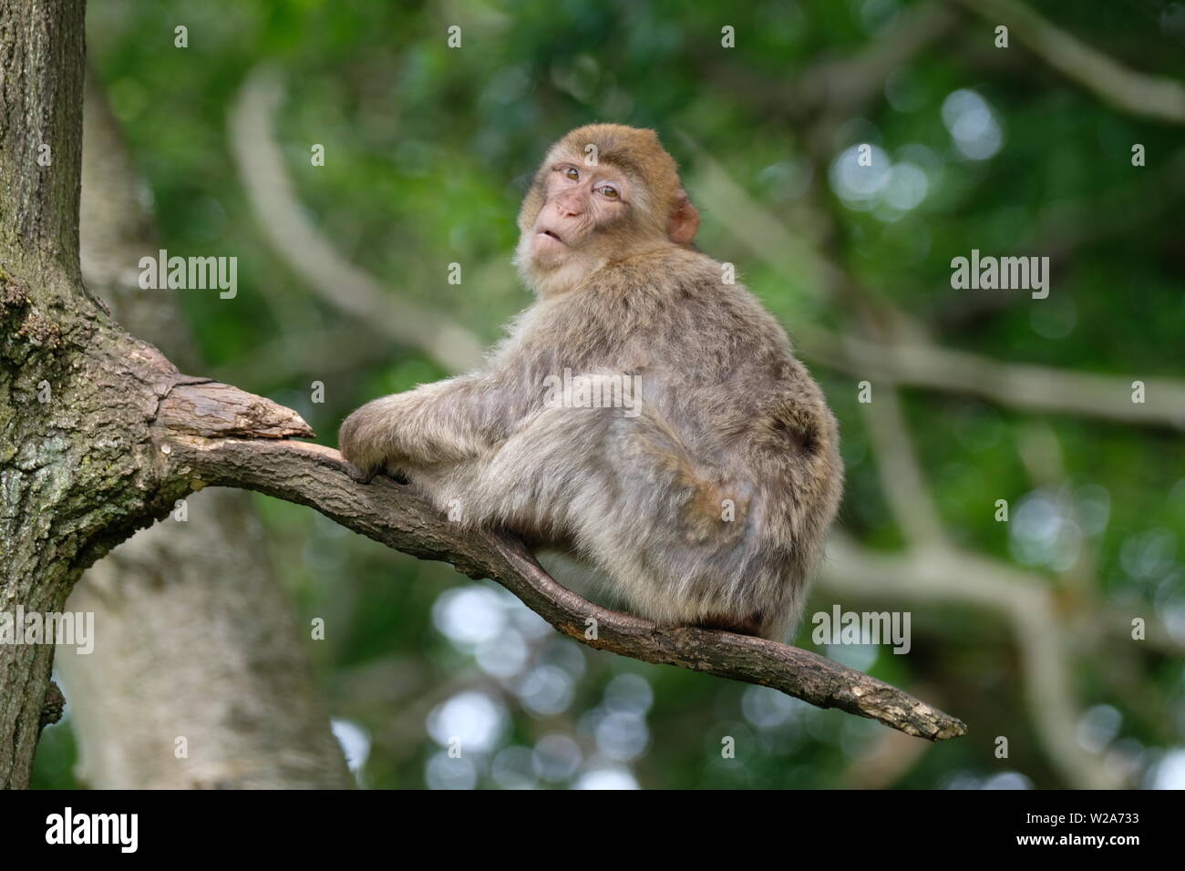 Trentham Monkey Forest Foto Stock