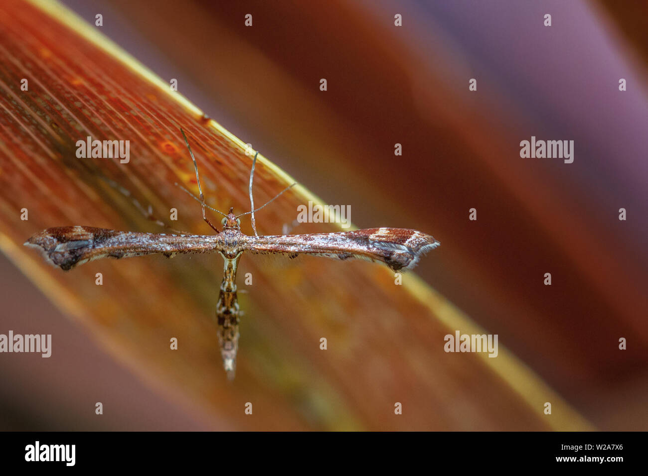 Regno Unito Wildlife: Bella plume moth, Amblyptilia acanthadactyla, in appoggio cruciforme pongono Foto Stock