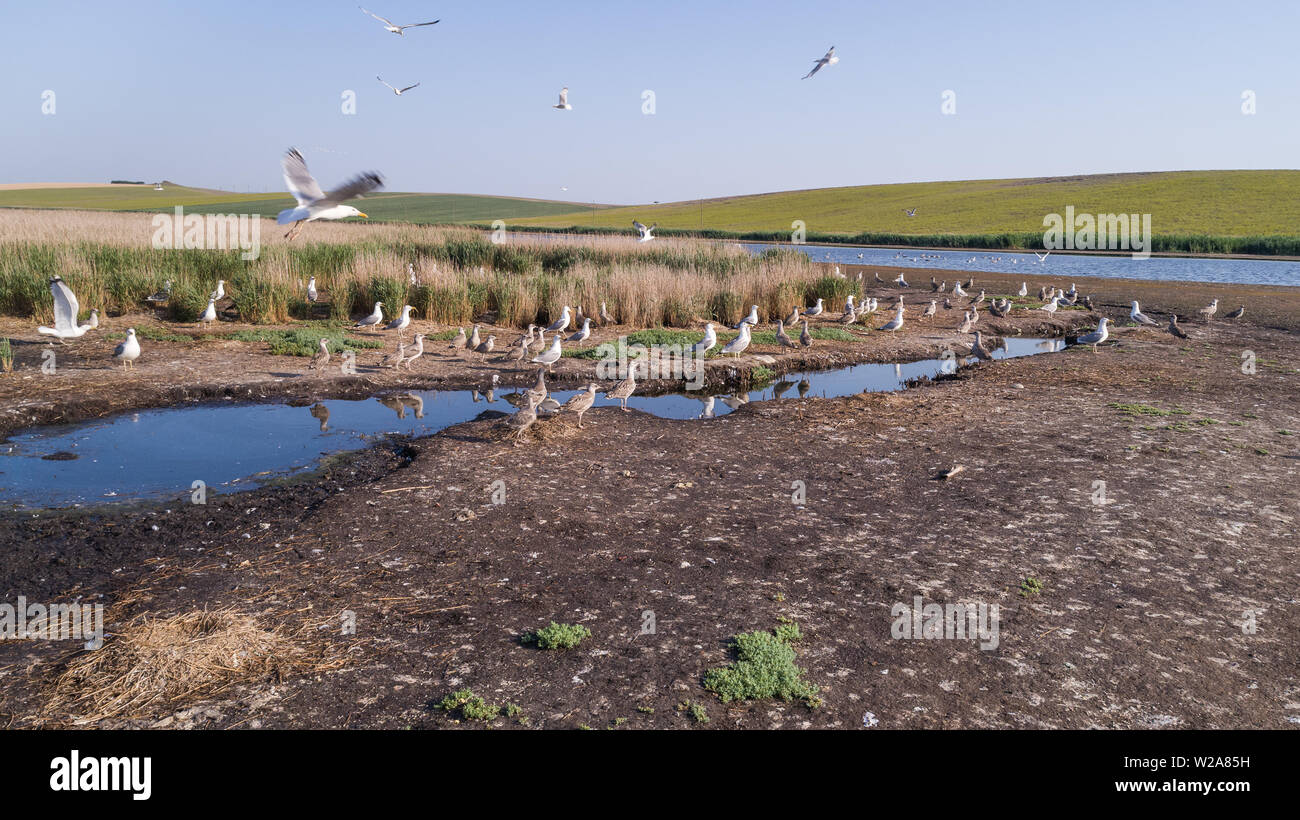 Colonia di gabbiani nel Delta del Danubio, Romania Foto Stock