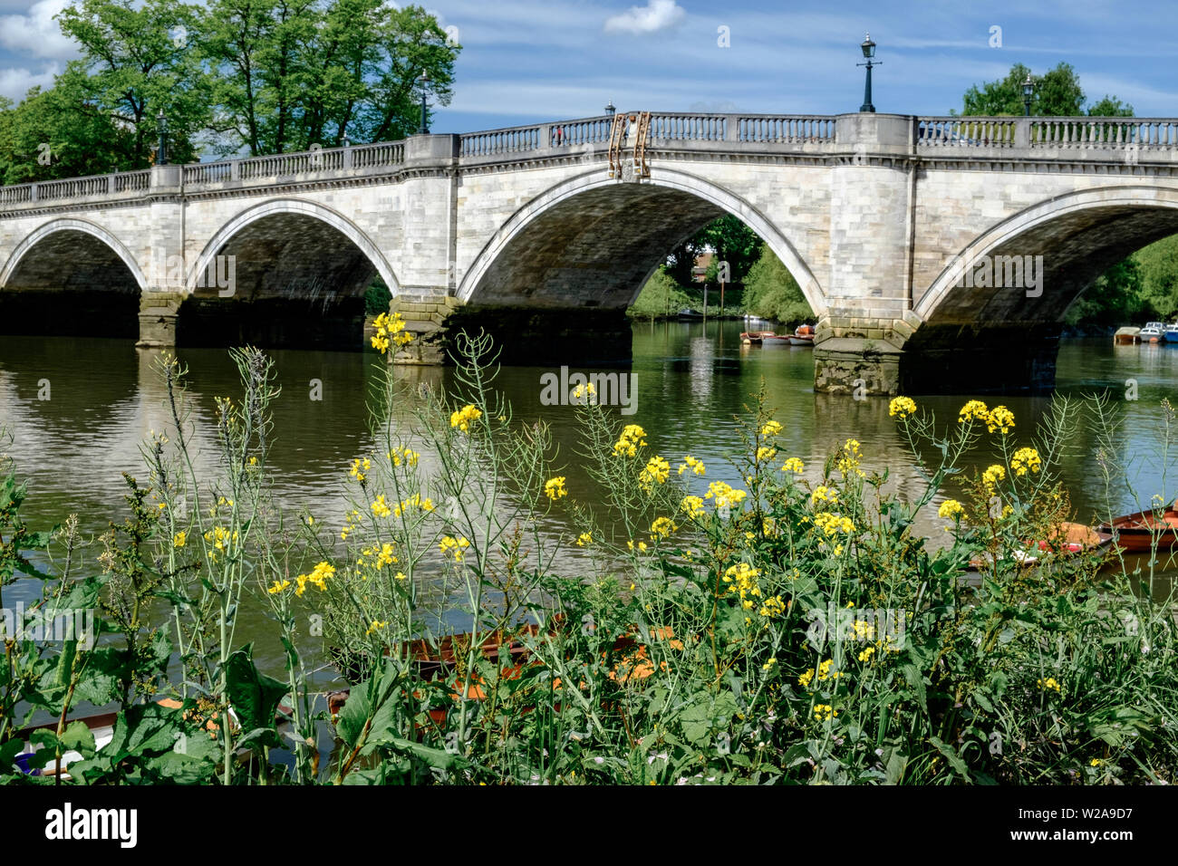 Guardando a Nord a Richmond Bridge dalla riva sud del fiume Tamigi con fiori di colore giallo e verde fogliame in primo piano. Greater London, England. Foto Stock