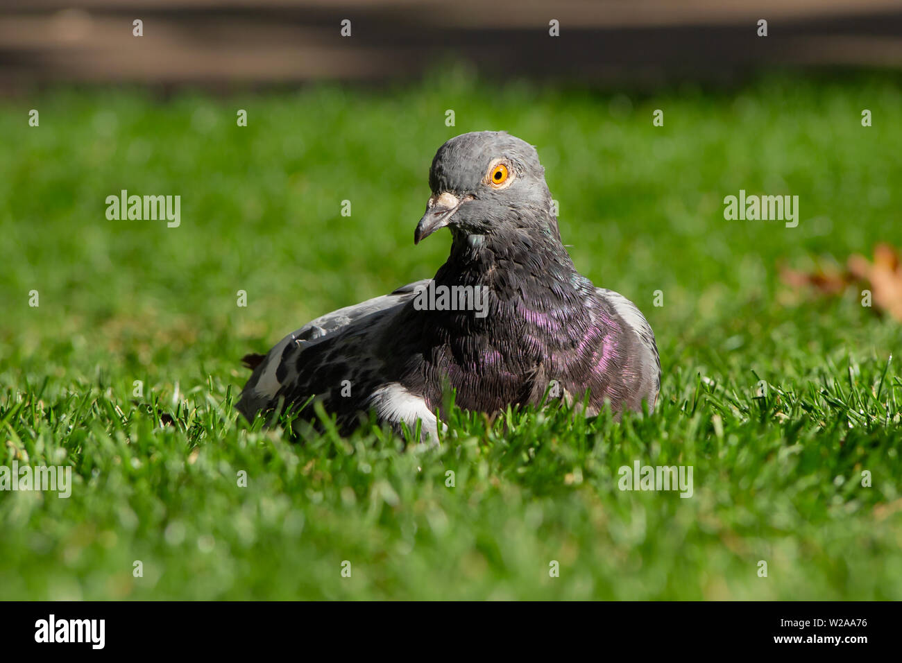 Una femmina di Rock Colomba (Columba livia) o piccione comune si crogiola su una soleggiata giornata autunnale nel Vicrotia Embankment Gardens nel centro di Londra, Regno Unito Foto Stock