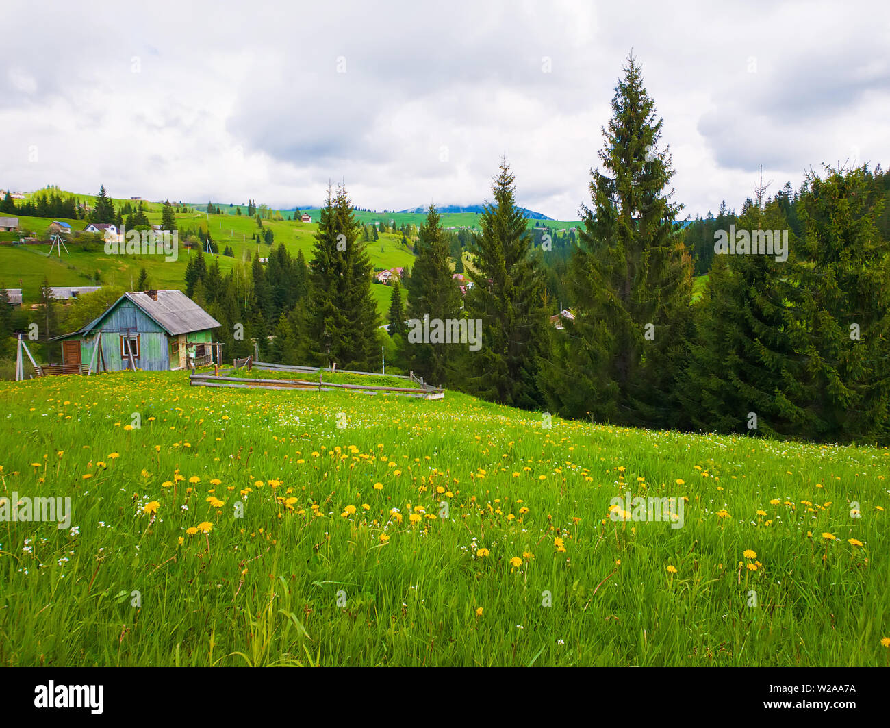 Cabina in legno vicino al bosco di abeti, soleggiata giornata di primavera con erba verde e prati fioriti in Yablunytsya, villaggio dei Carpazi. Foto Stock