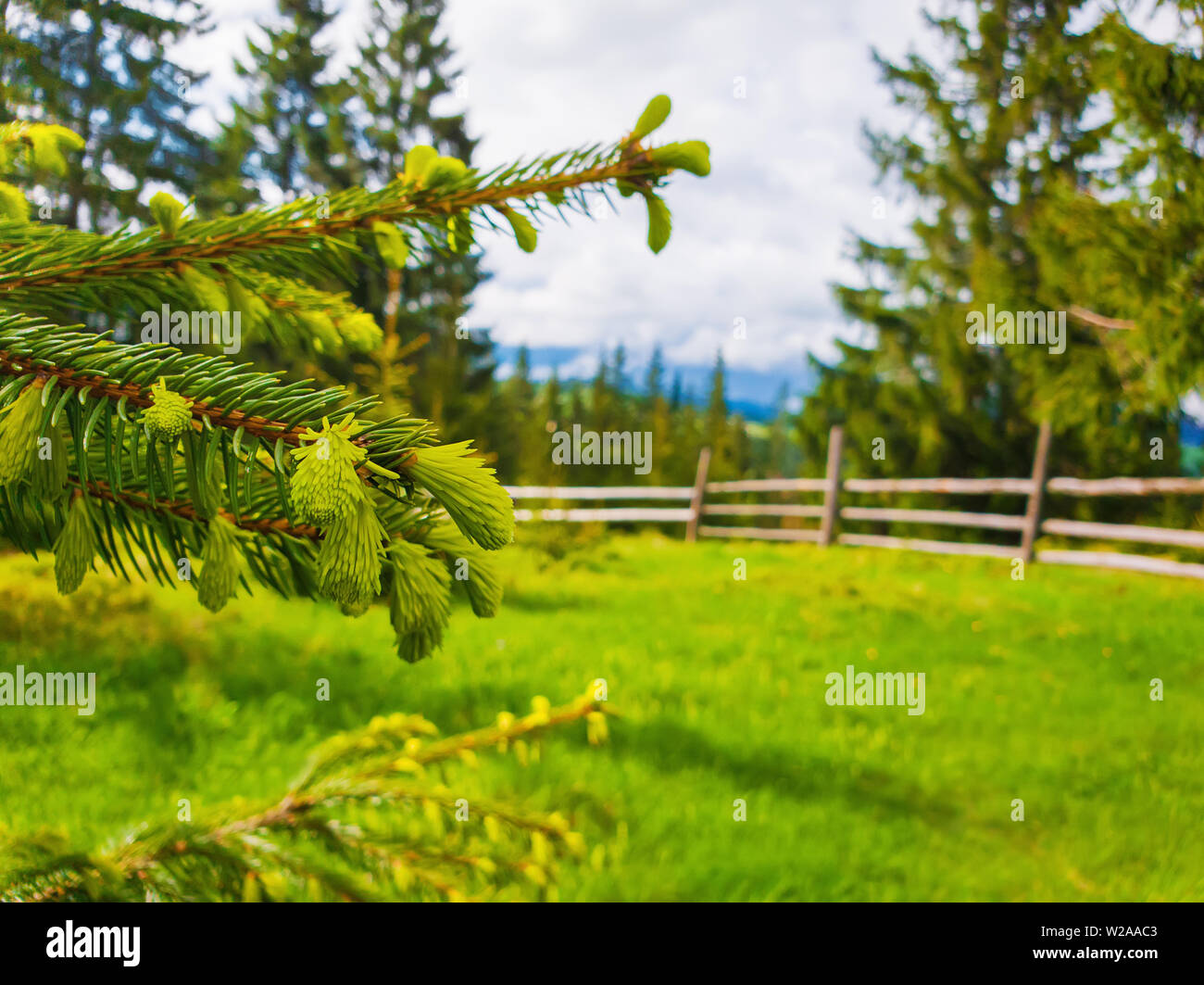 Primo piano di Abete rami con germogli giovani germogli su un vecchio recinto ferroviario dello sfondo. La foresta di conifere sulle colline. Fresche tonalità verde paesaggio. Foto Stock