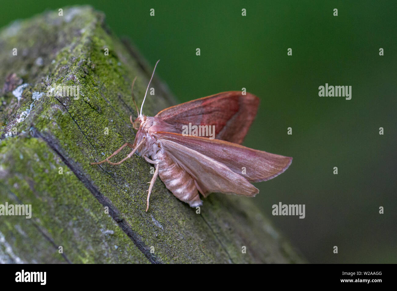 Sbarrata in rosso, Hylaea fasciaria, con ali sollevate appollaiato su un fencepost, REGNO UNITO Foto Stock