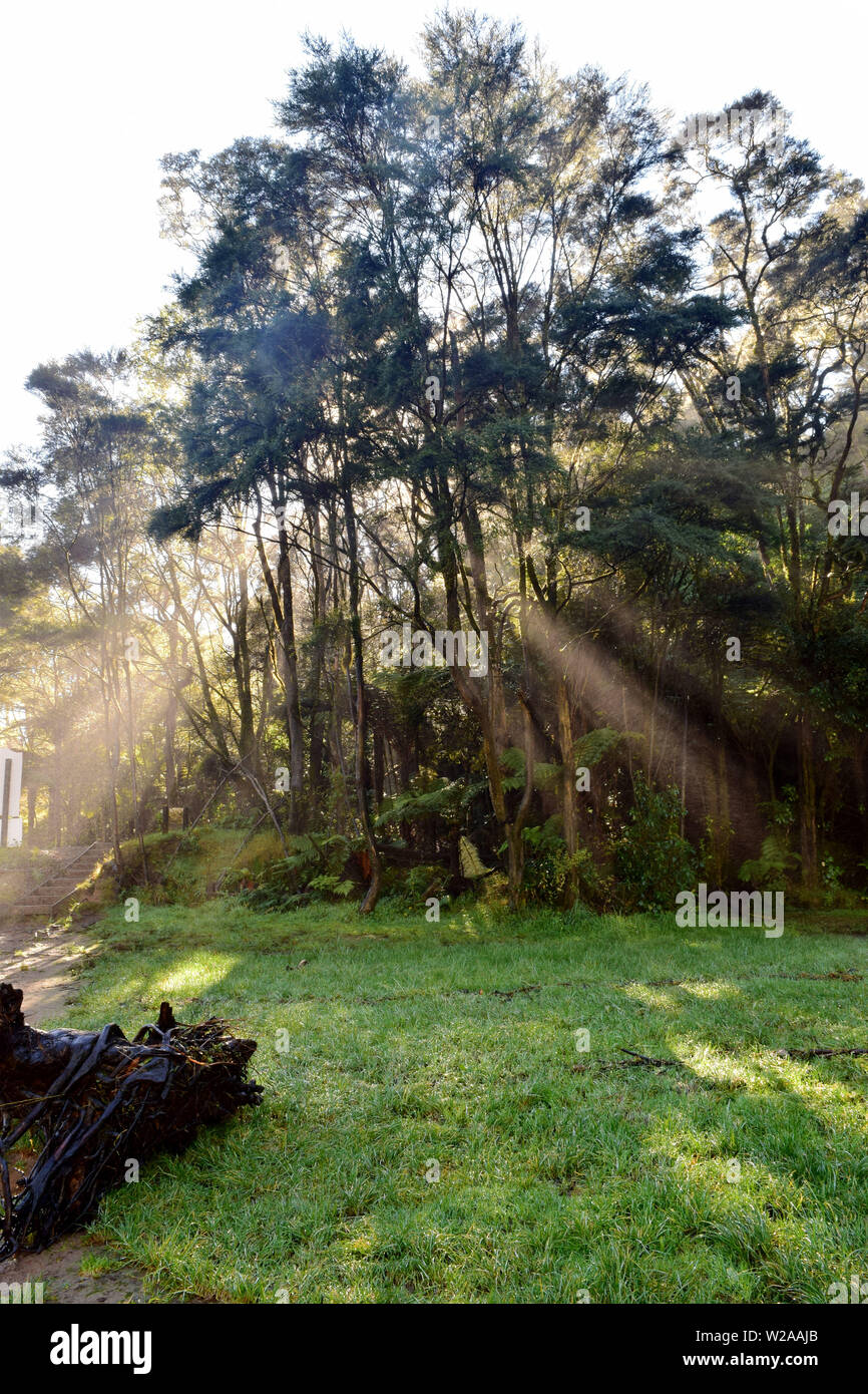 Sole che splende attraverso un albero Foto Stock