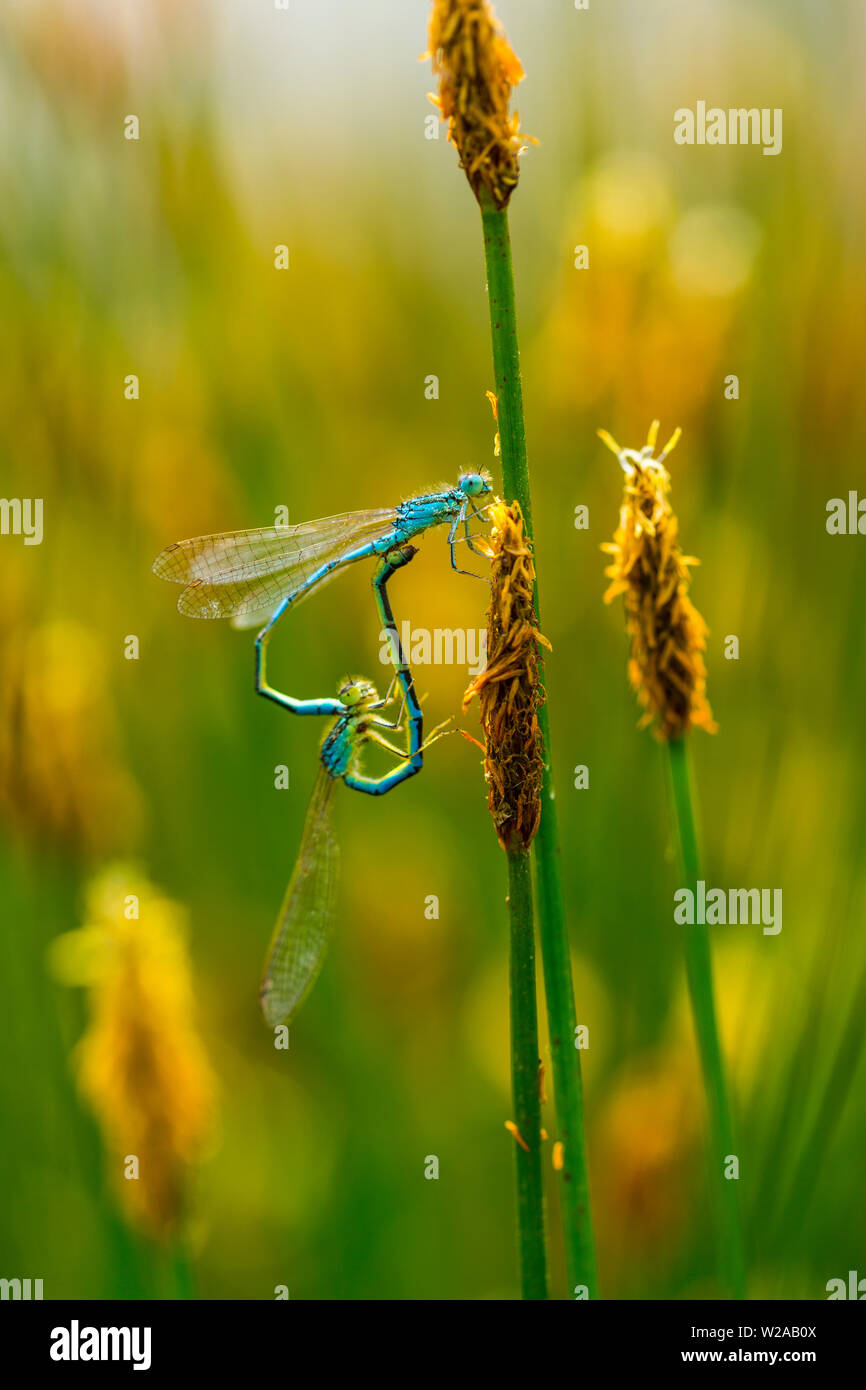 Libellula Coenagrion scitulum, Campanarios de Azaba Riserva Biologica, Salamanc, Castilla y Leon, Spagna, Europa Foto Stock