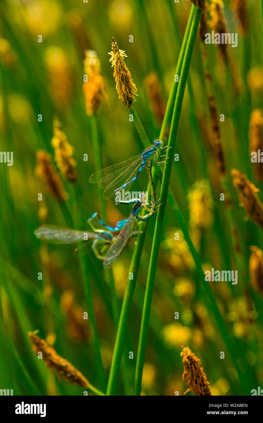 Libellula Coenagrion scitulum, Campanarios de Azaba Riserva Biologica, Salamanc, Castilla y Leon, Spagna, Europa Foto Stock