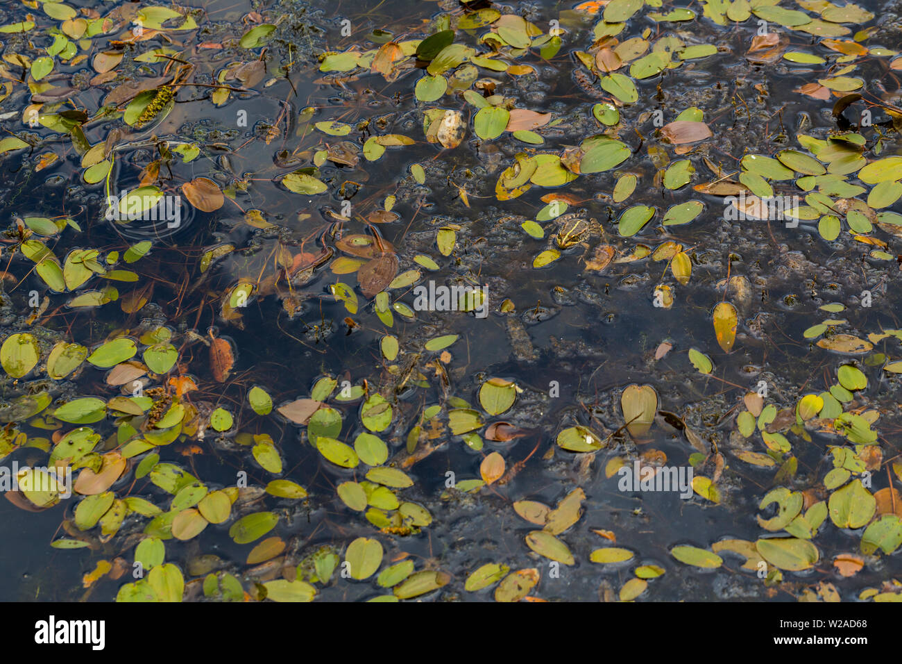 PEREZ LA RANA (perezi Pelophylax), Campanarios de Azaba Riserva Biologica, Salamanca, Castilla y Leon, Spagna, Europa Foto Stock