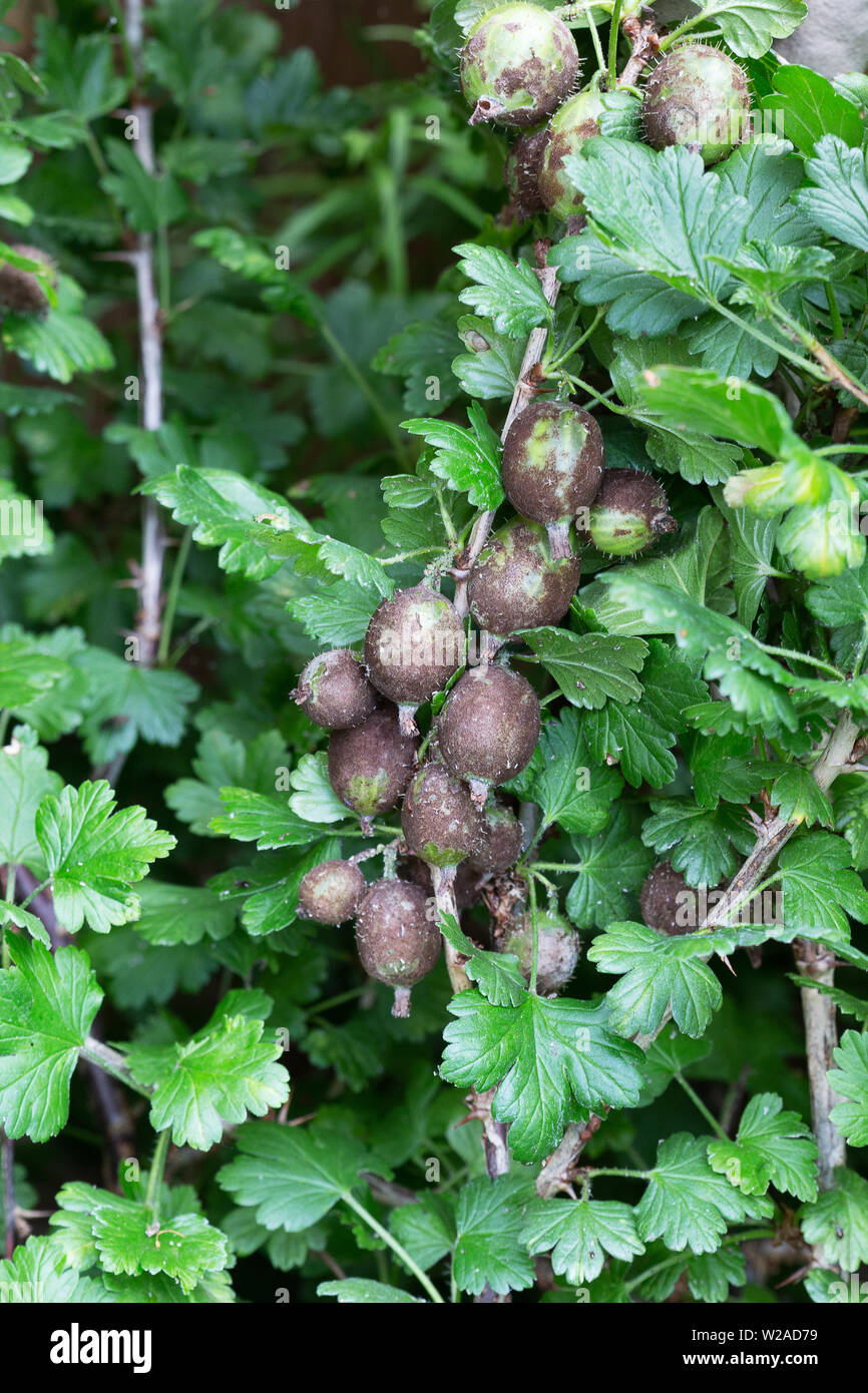 Uva spina americana di muffa, dal fungo Sphaerotheca mors-uvae, provoca macchie brunastre sul uva spina a causa della infezione fungina del frutto; Regno Unito Foto Stock