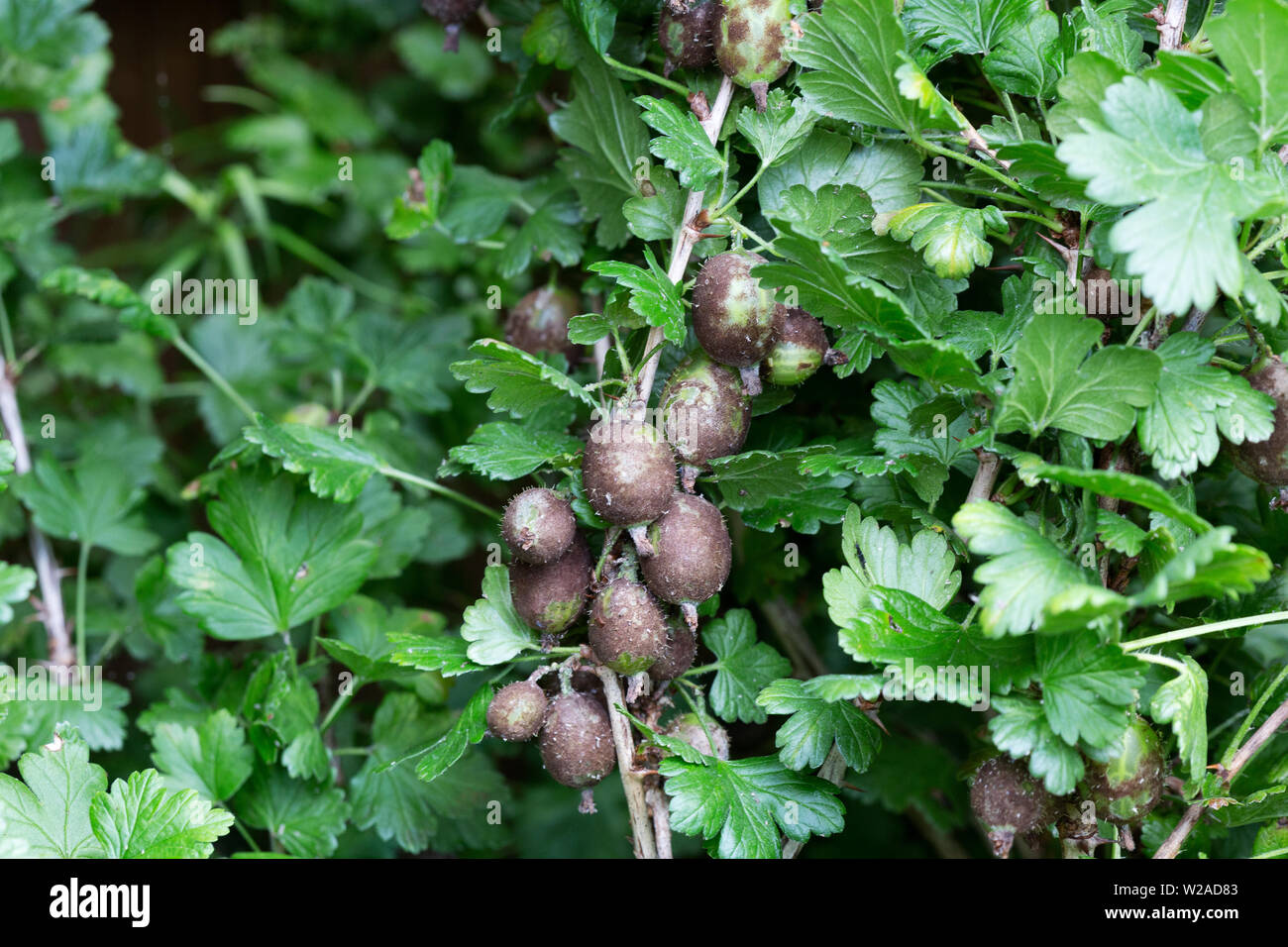 Uva spina americana di muffa, dal fungo Sphaerotheca mors-uvae, provoca macchie brunastre sul uva spina a causa della infezione fungina del frutto; Regno Unito Foto Stock