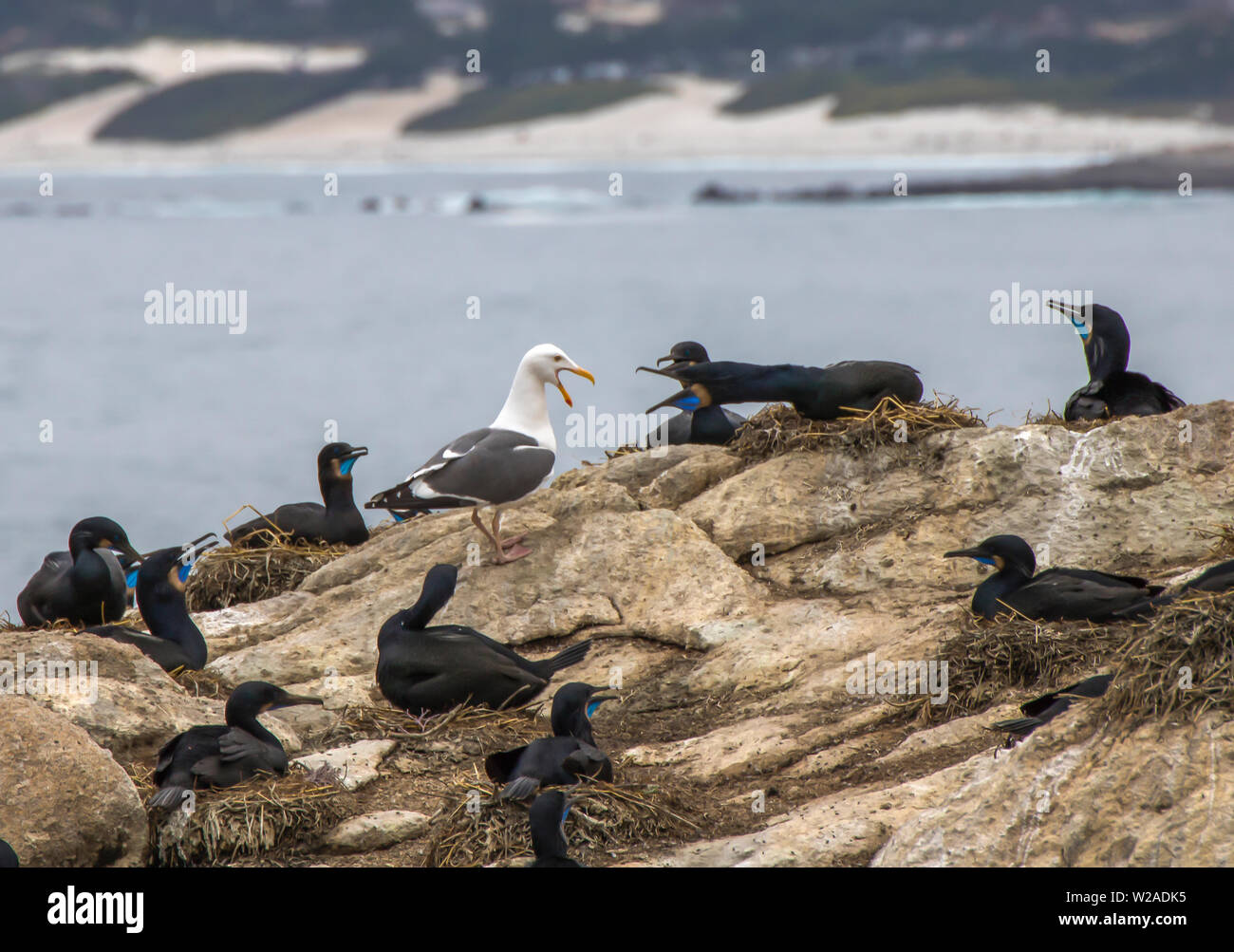 Brandt il cormorano pinguini sul nido urla a sea gull nel mezzo di una colonia di nidi. Foto Stock