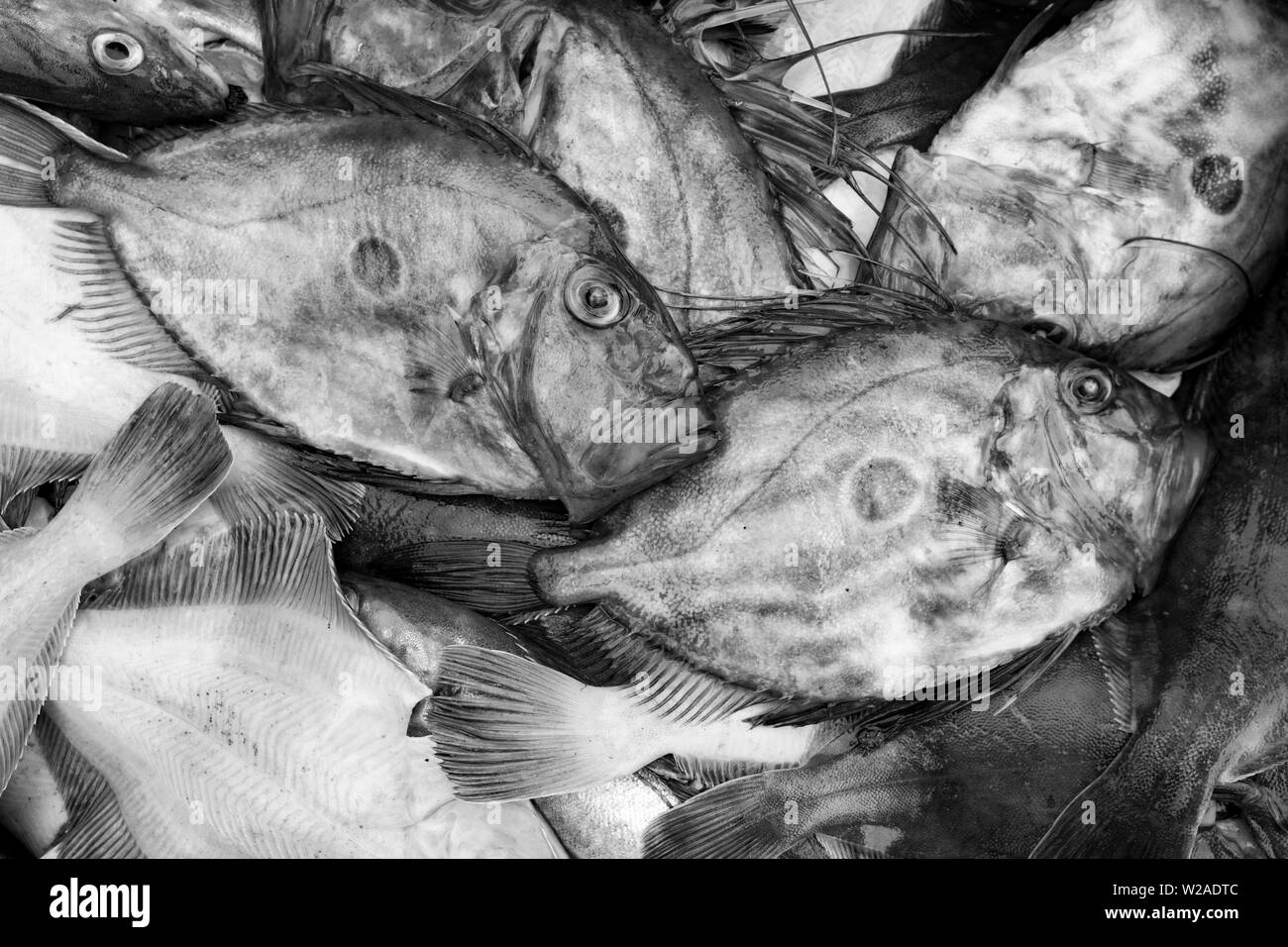 Fresh John Dory pesce, Zeus Faber, che è stato catturato nel Canale della Manica. Il John Dory è noto anche come San Pietro è il pesce e il segno scuro sulla sua sid Foto Stock