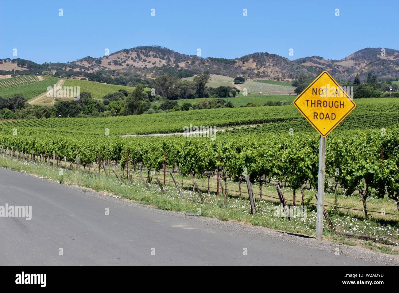 Vigneti, Los Carneros AVA, Napa, California Foto Stock