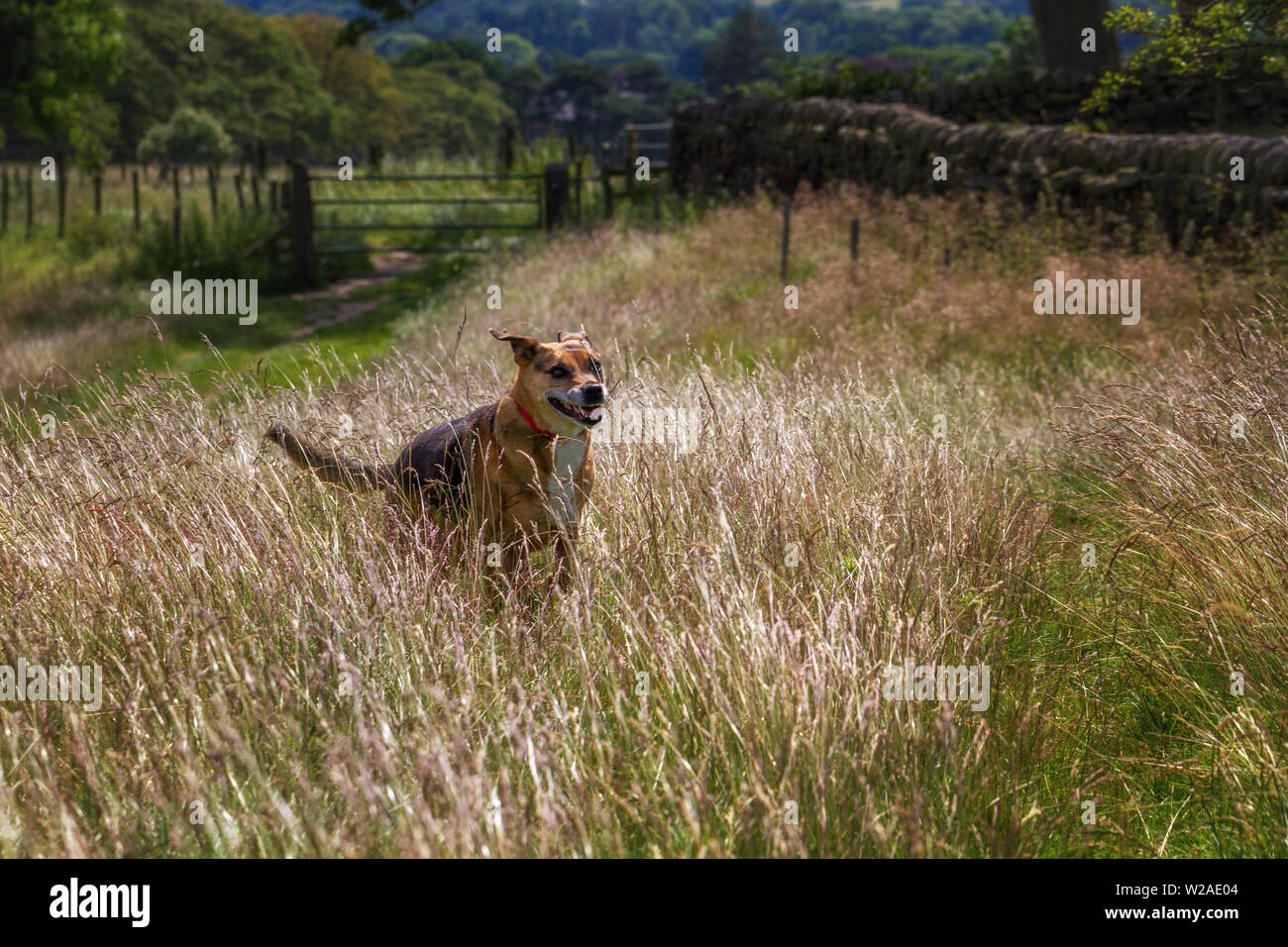Razza cane che corre attraverso l'erba lunga al sole cercando felice. Regno Unito Foto Stock