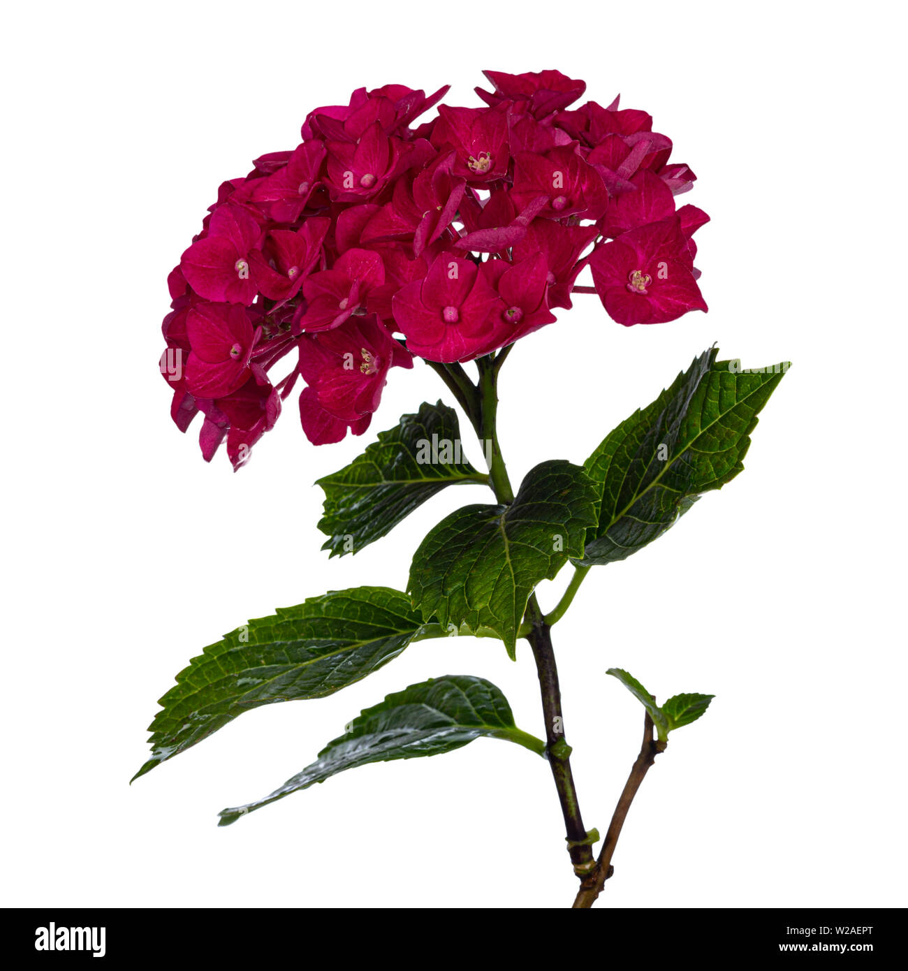 Vista laterale di colore rossastro /rosa scuro Hortensia fiore con foglie di colore verde, isolato su sfondo bianco. Foto Stock