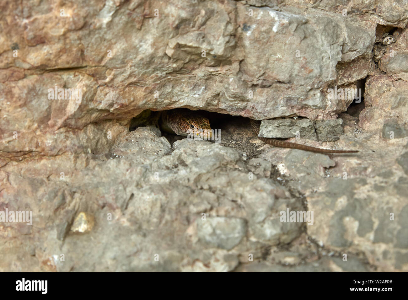 La lucertola che spuntavano di un traferro stretto nella roccia Foto Stock