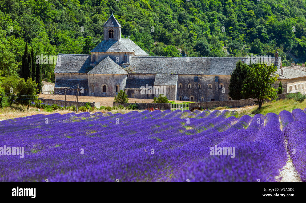 Campo di lavanda. Estate in Provenza. Foto Stock