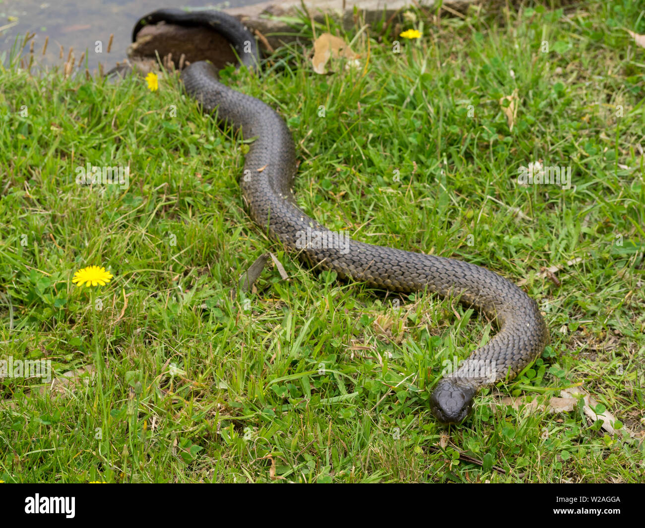 Tasmanian Tiger snake Foto Stock