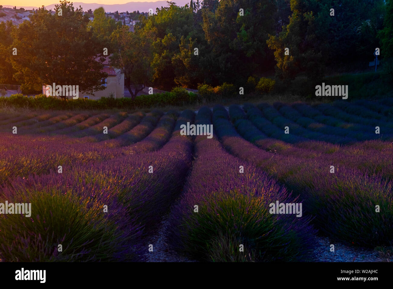 Campo di lavanda. Estate in Provenza. Foto Stock