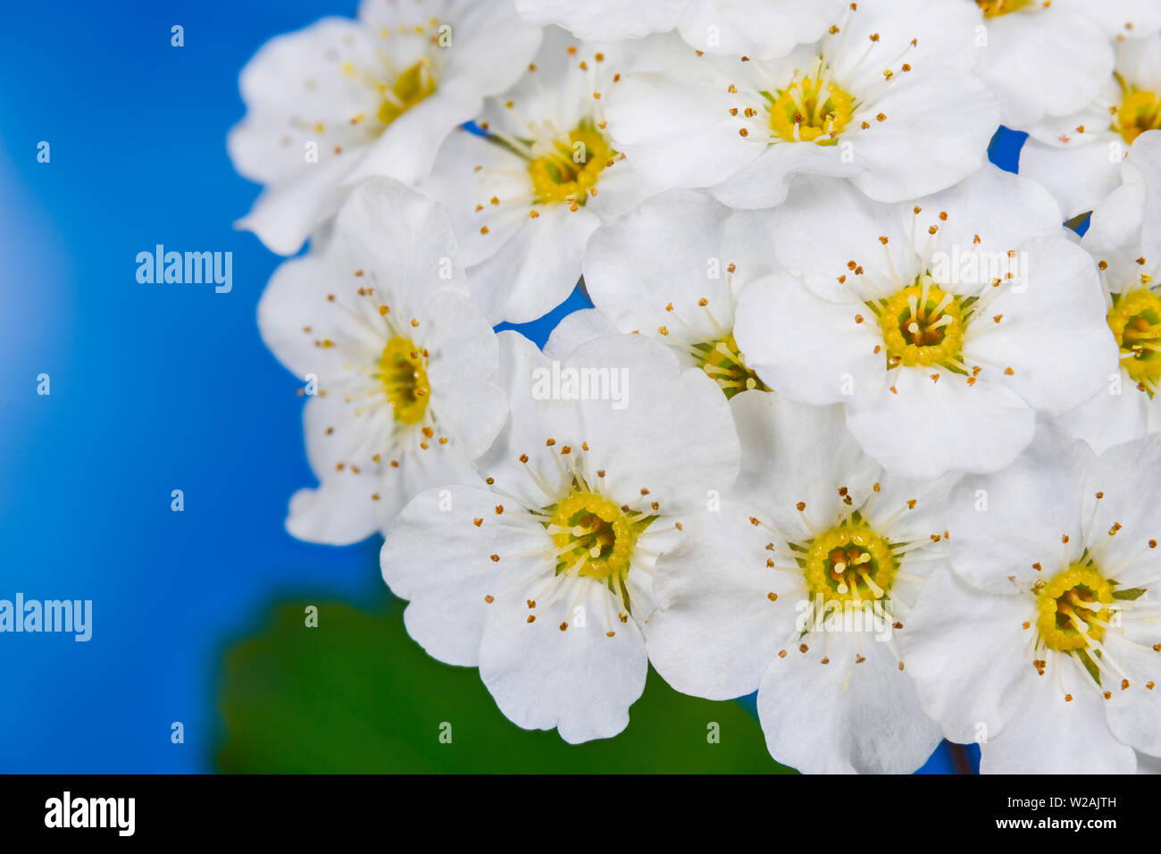 Bianco ornamentali Vanhoutte spirea fiori in dettaglio. Spiraea vanhouttei. Può bush. Romantico closeup di fioritura arbusto a molla sul cielo blu sullo sfondo. Foto Stock