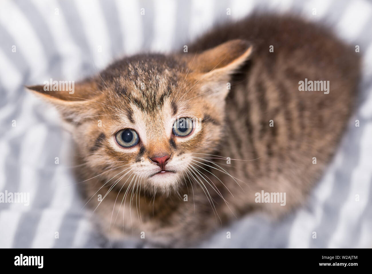 Timida triste tabby kitty. La malinconia volto particolare. Giovani gatto domestico. Felis silvestris catus. Carino piccolo gattino sdraiato sul bianco-viola a strisce letto animale. Foto Stock