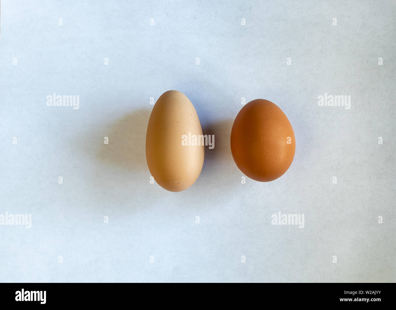 Una molto lunga e stretta, uovo oltre che di un normale uovo, entrambi brown e posa su un pezzo di carta bianco, comparisson di forme di uovo Foto Stock