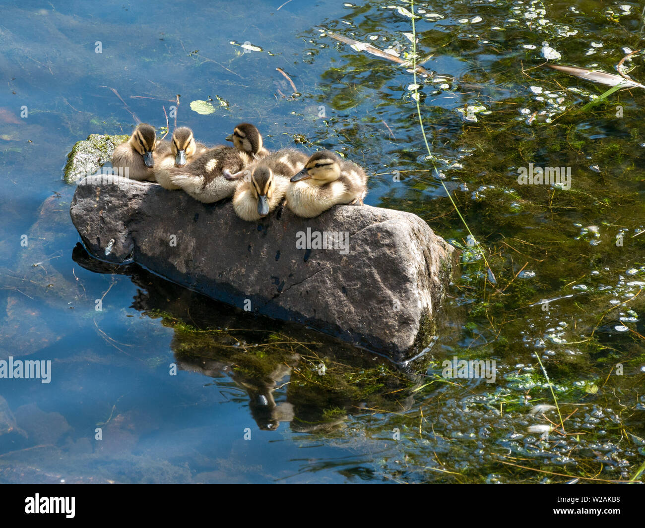 Una fila di cinque carino piccolo anatroccoli germano reale (Anas platyrhynchos) in equilibrio su una roccia sopra un flusso, Glenfield Lodge Park, Leicestershire, England, Regno Unito Foto Stock