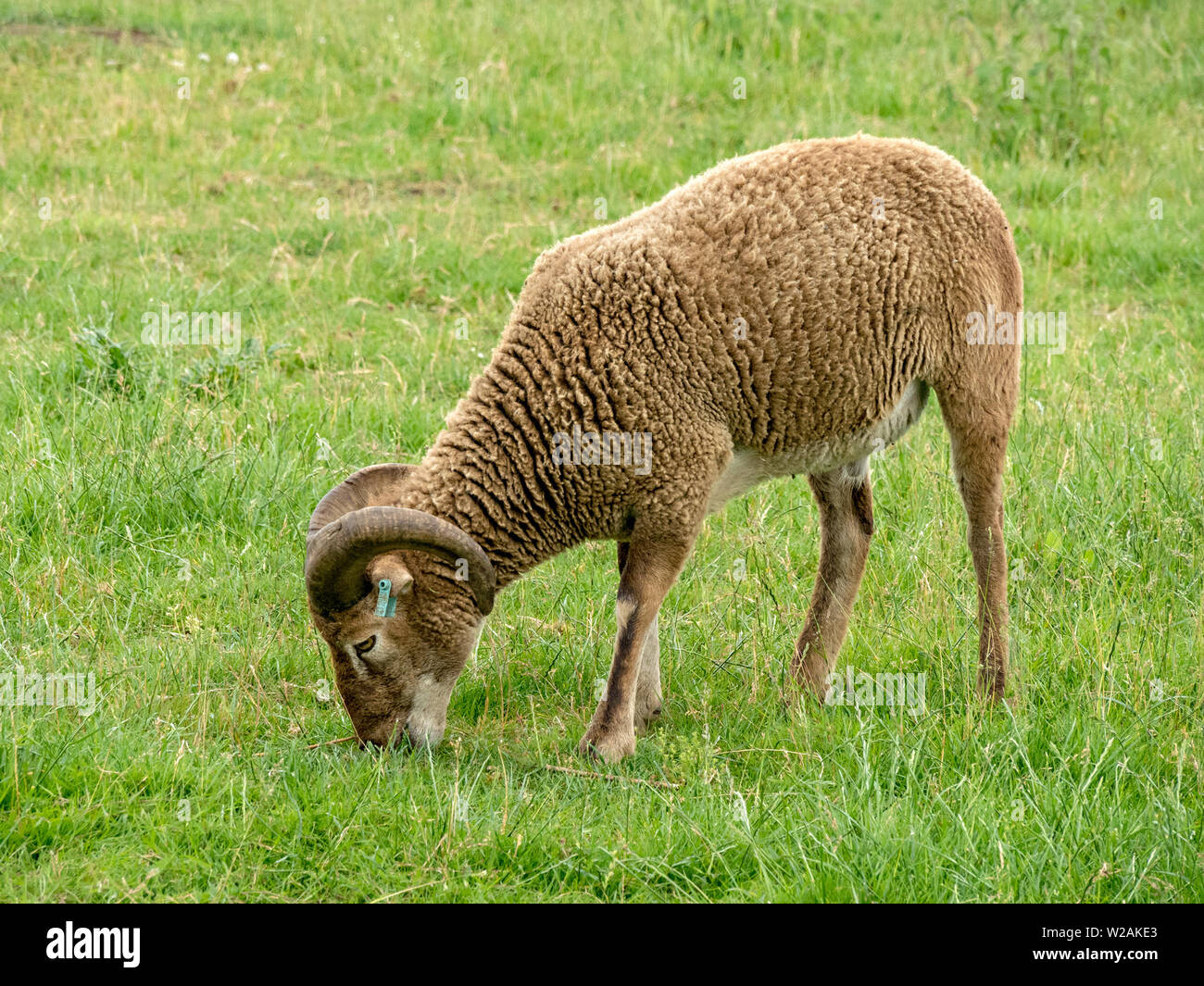 Pecore Soay, una razza rara gli animali domestici delle specie ovina (Ovis aries) con corna e marrone vello di lana pascolare nel campo di erba in Cambridgeshire, Regno Unito Foto Stock
