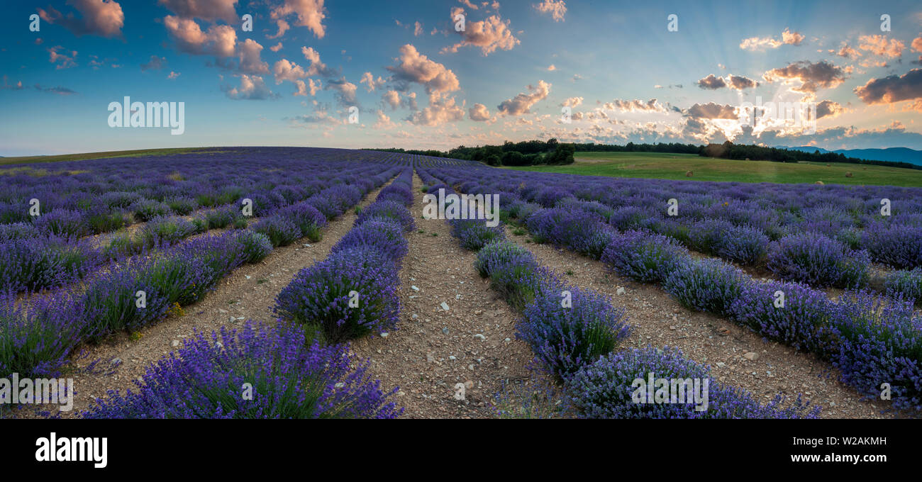 Campo di lavanda. Estate in Provenza. Foto Stock