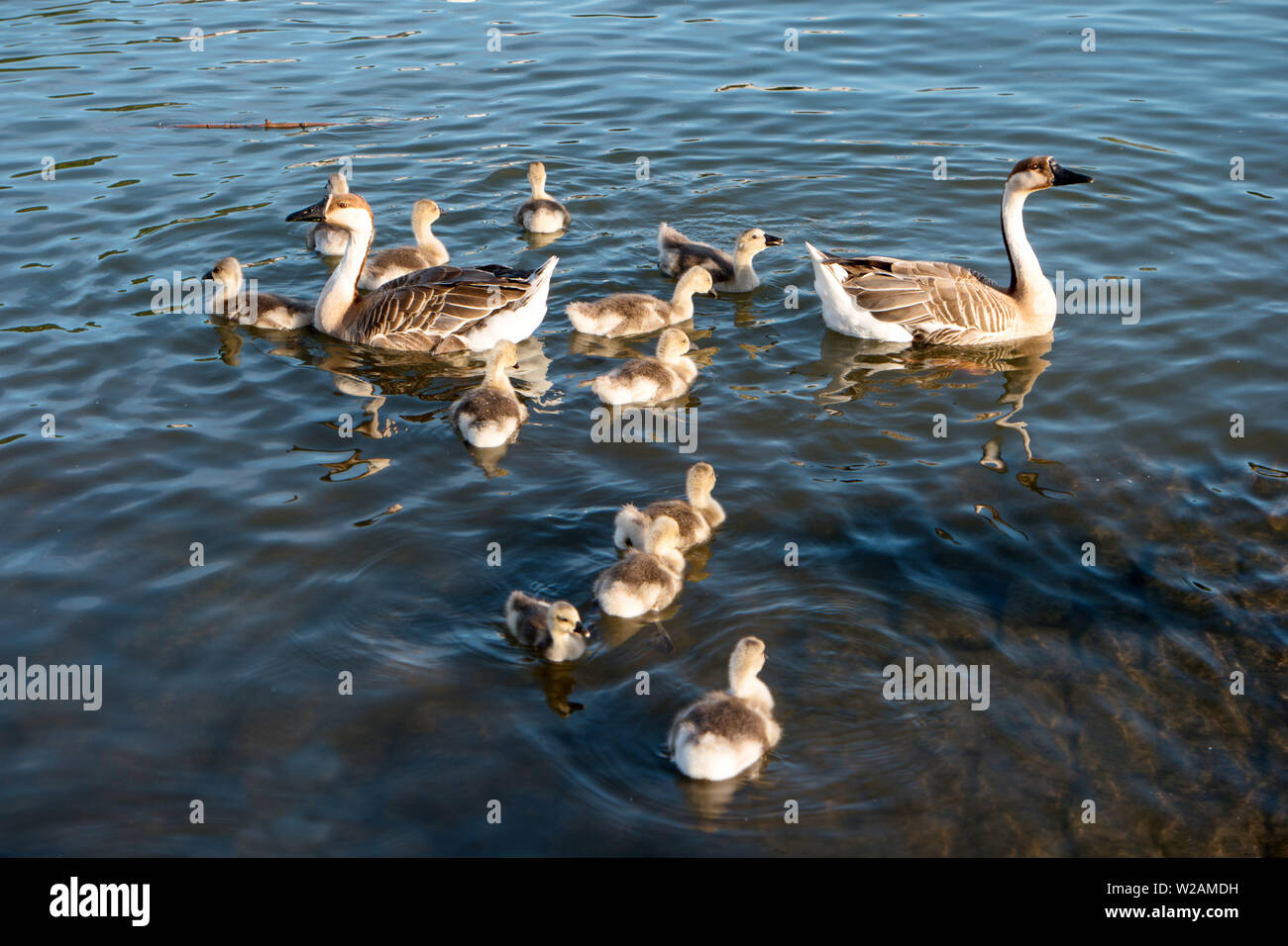 Swan oche Anser cygnoides in Heidelberg vicino al Neckarwiese in Germania Foto Stock