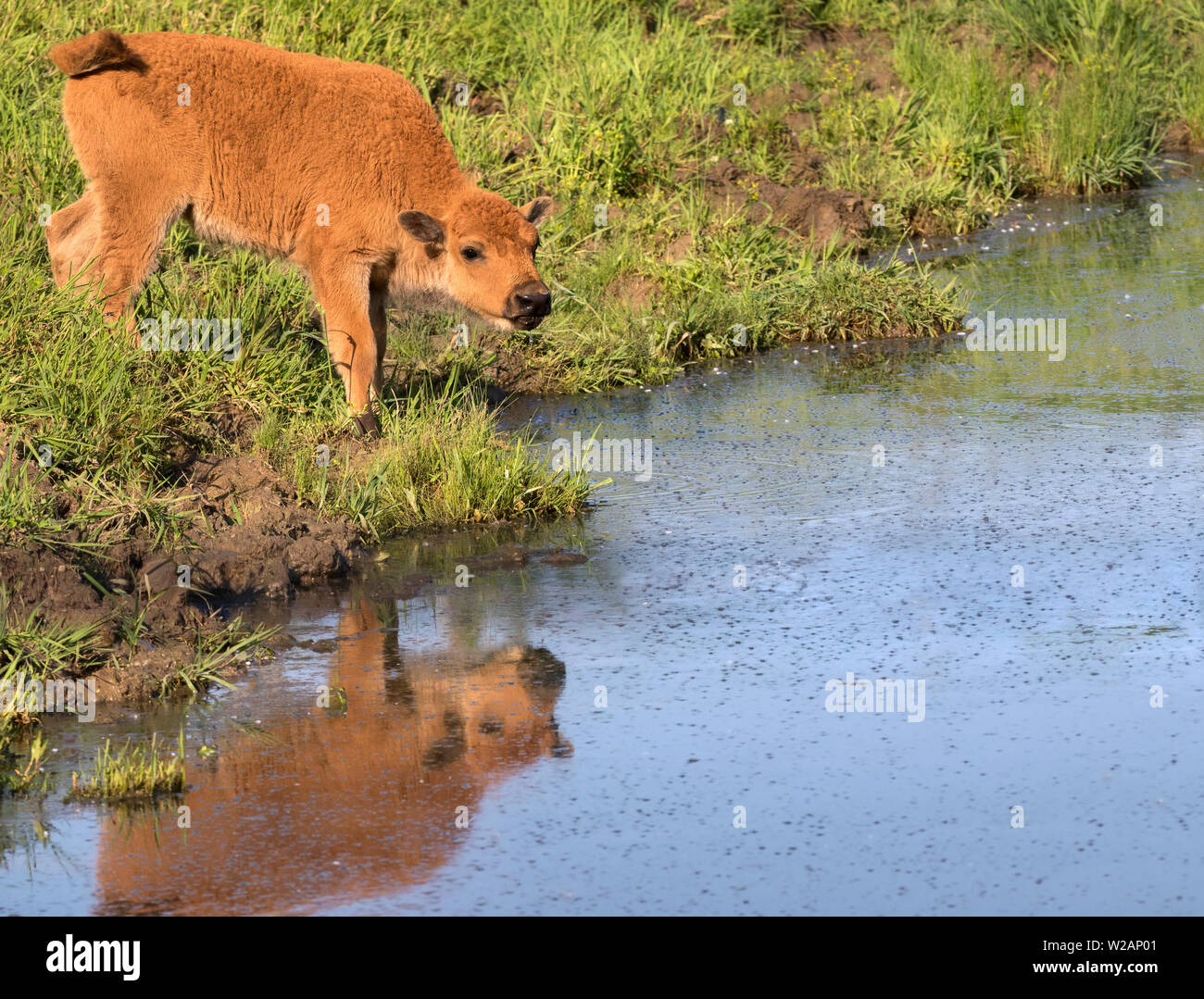 Bison vitello acqua potabile Foto Stock