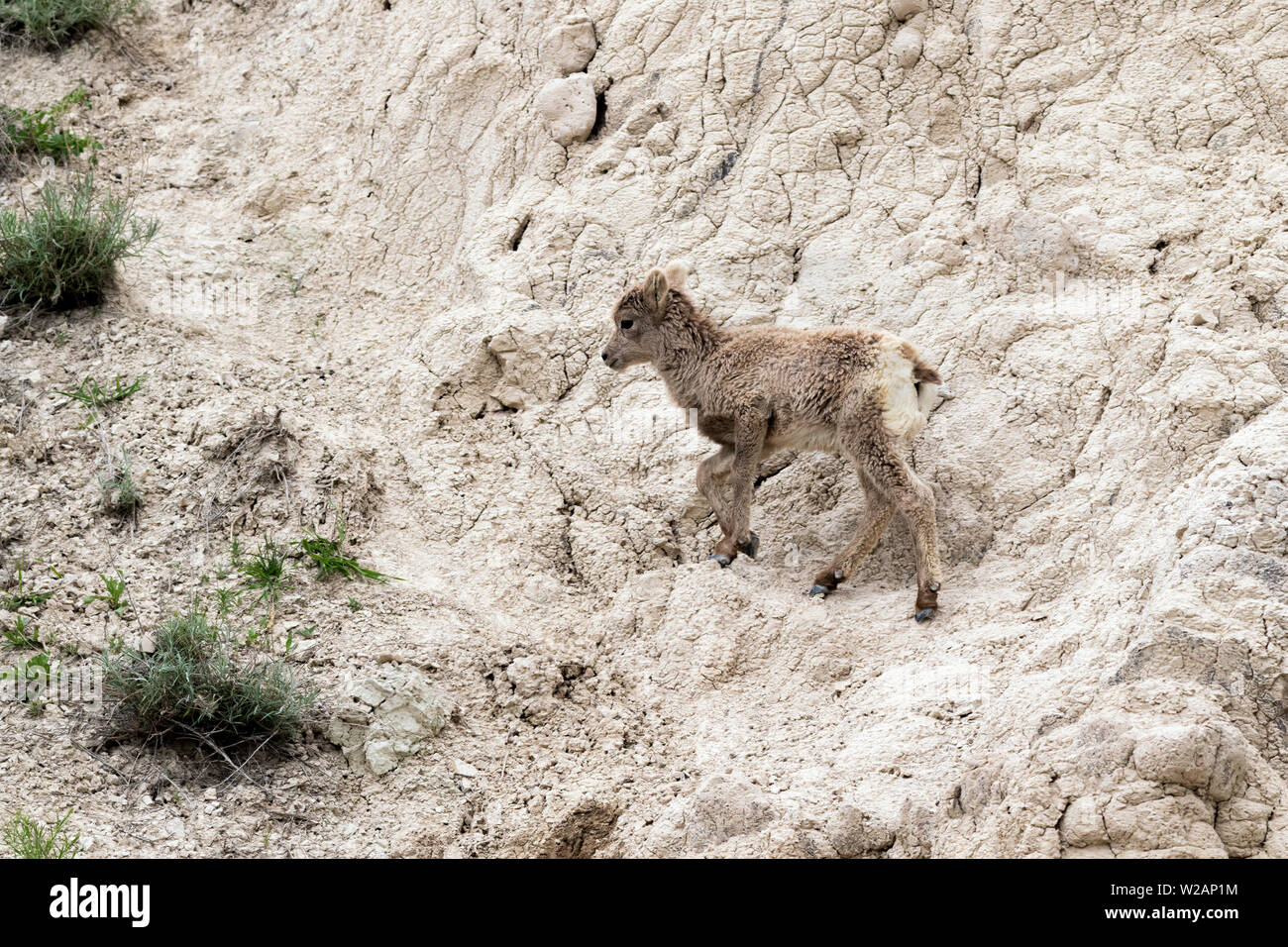 La giovane pecora bighorn (Ovis canadensis) che salta alla scogliera del Badlands National Park, South Dakota, Stati Uniti Foto Stock