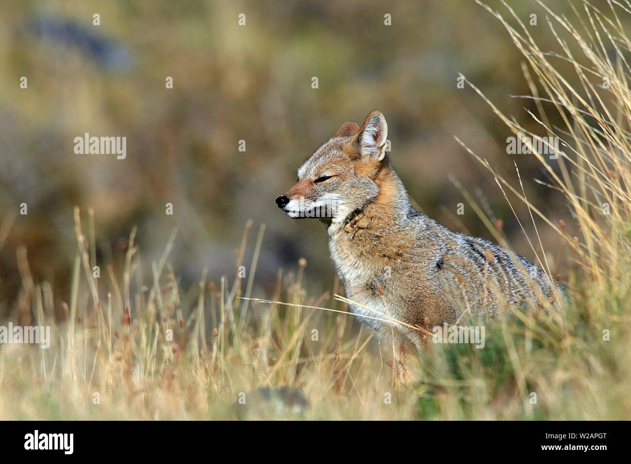 Sud Americana Gray Fox (Lycalopex griseus), o Chilla, seduta in scrublands spazzate dal vento di Torres del Paine Naional Park in Patagonia, Cile Foto Stock