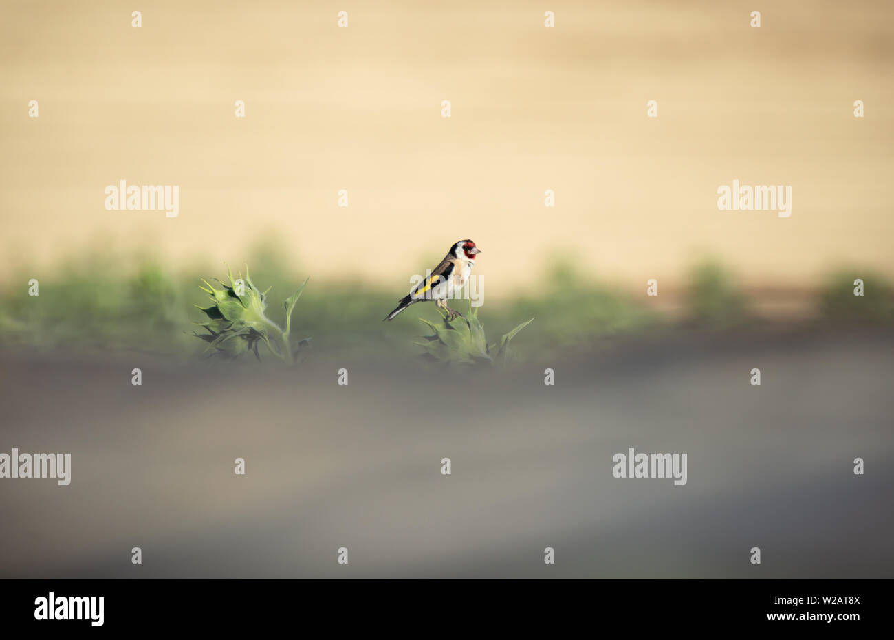 Bella Cardellino europeo (Carduelis carduelis) di appoggio in un girasole con sfocate e sfondo neutro con copia spazio. Foto Stock