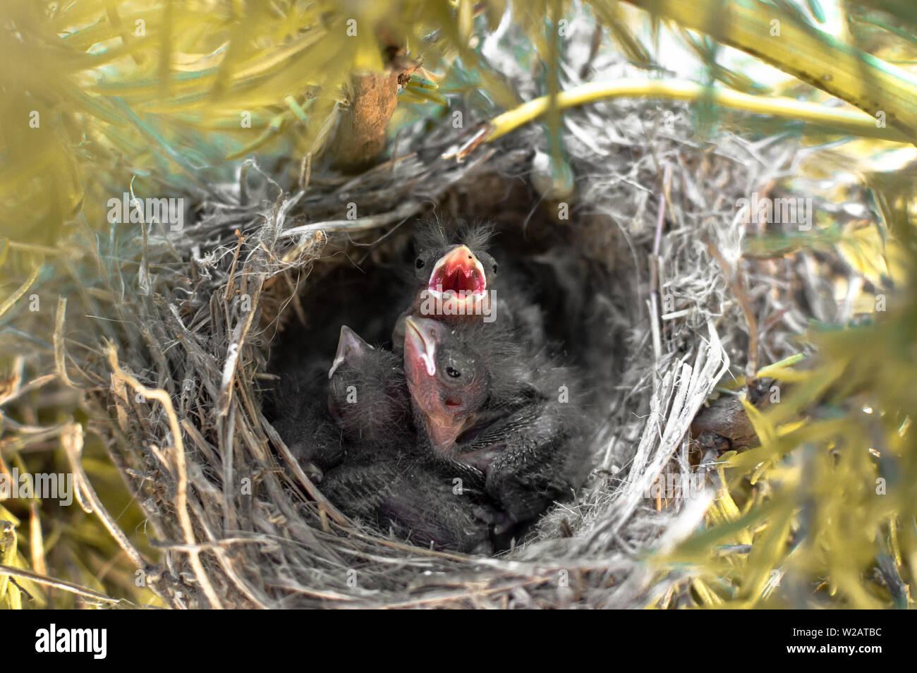 Sparrow pulcini nel nido con becco aperto in cerca di cibo. Tre piccoli bellissimi uccelli baby (Passer domesticus) sviluppando il piumaggio. Foto Stock