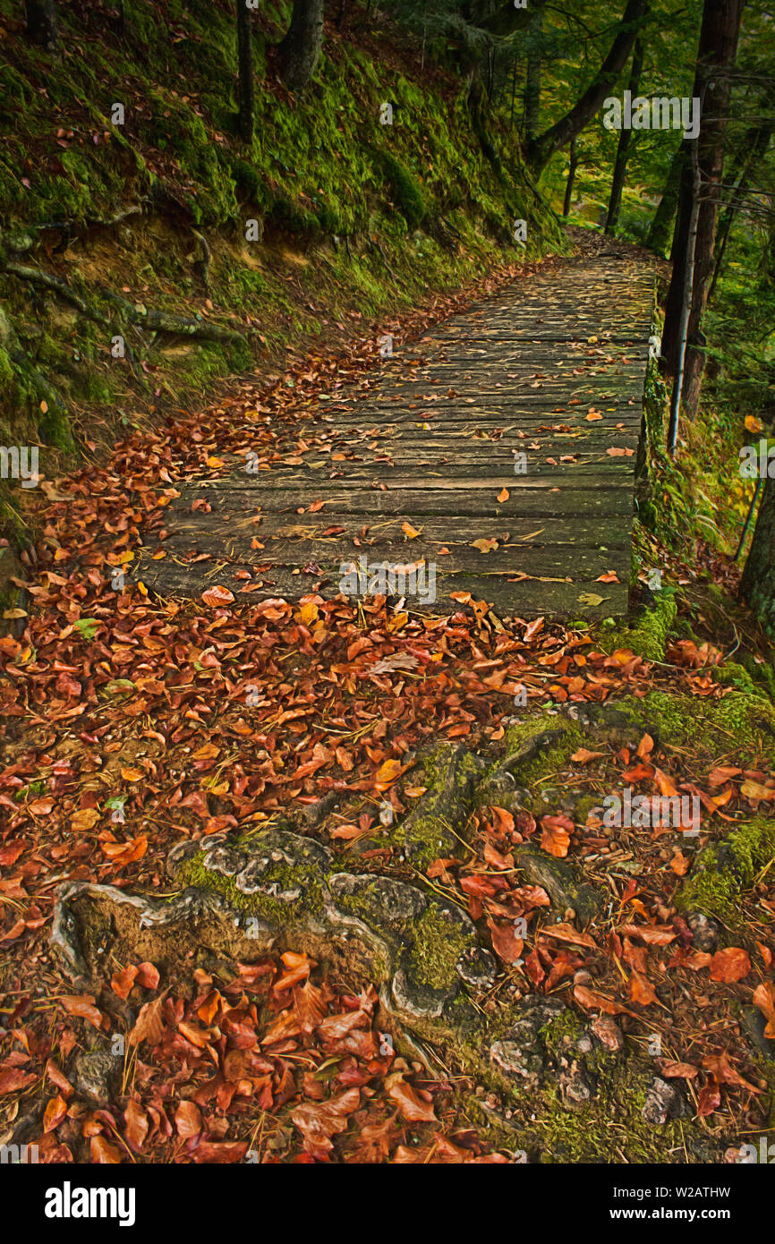 Percorso in early automn campo con la caduta di foglie sul lago Trakoscan, a nord-ovest della Croazia. Foto Stock