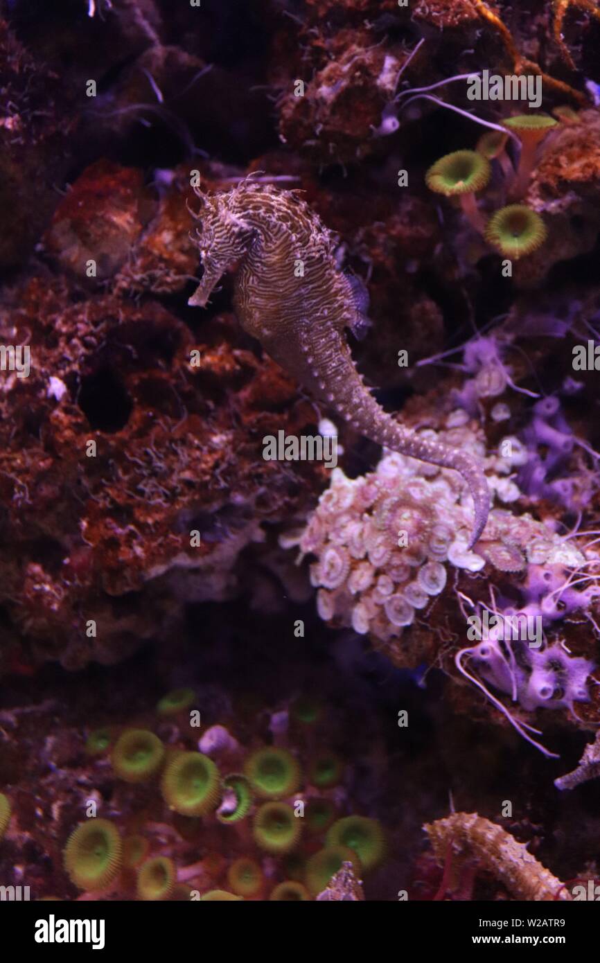 I cavalli di mare presso il Downtown Aquarium, Denver Colorado Foto Stock