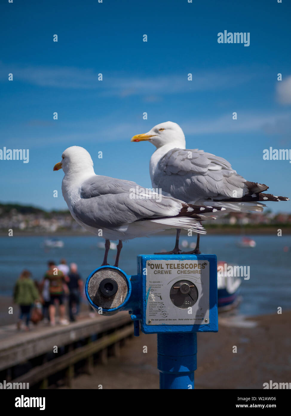 Conwy, Wales, Regno Unito - una coppia di gabbiani stand su un telescopio a Conwy porto. Foto Stock