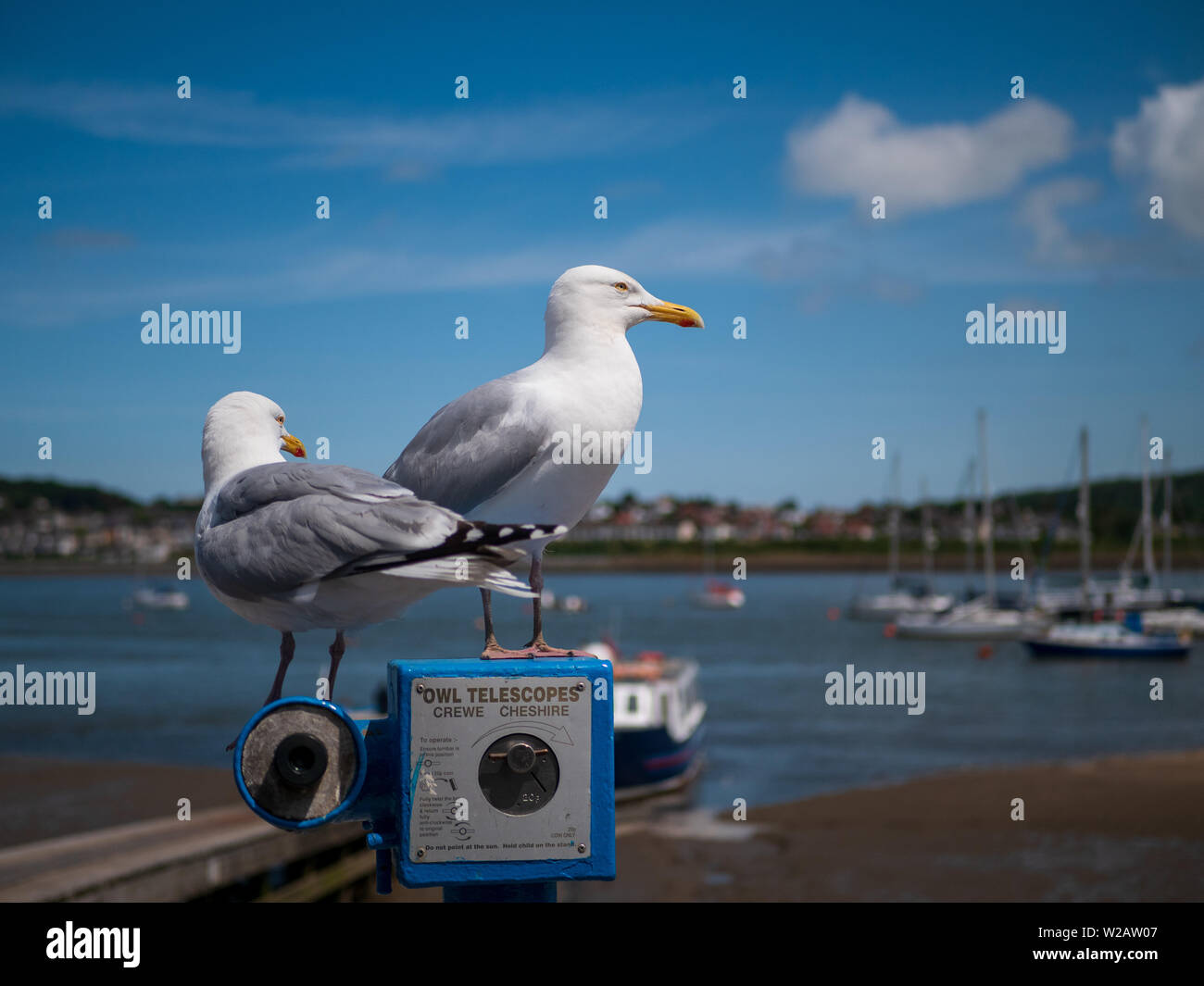 Conwy, Wales, Regno Unito - una coppia di gabbiani stand su un telescopio a Conwy porto. Foto Stock