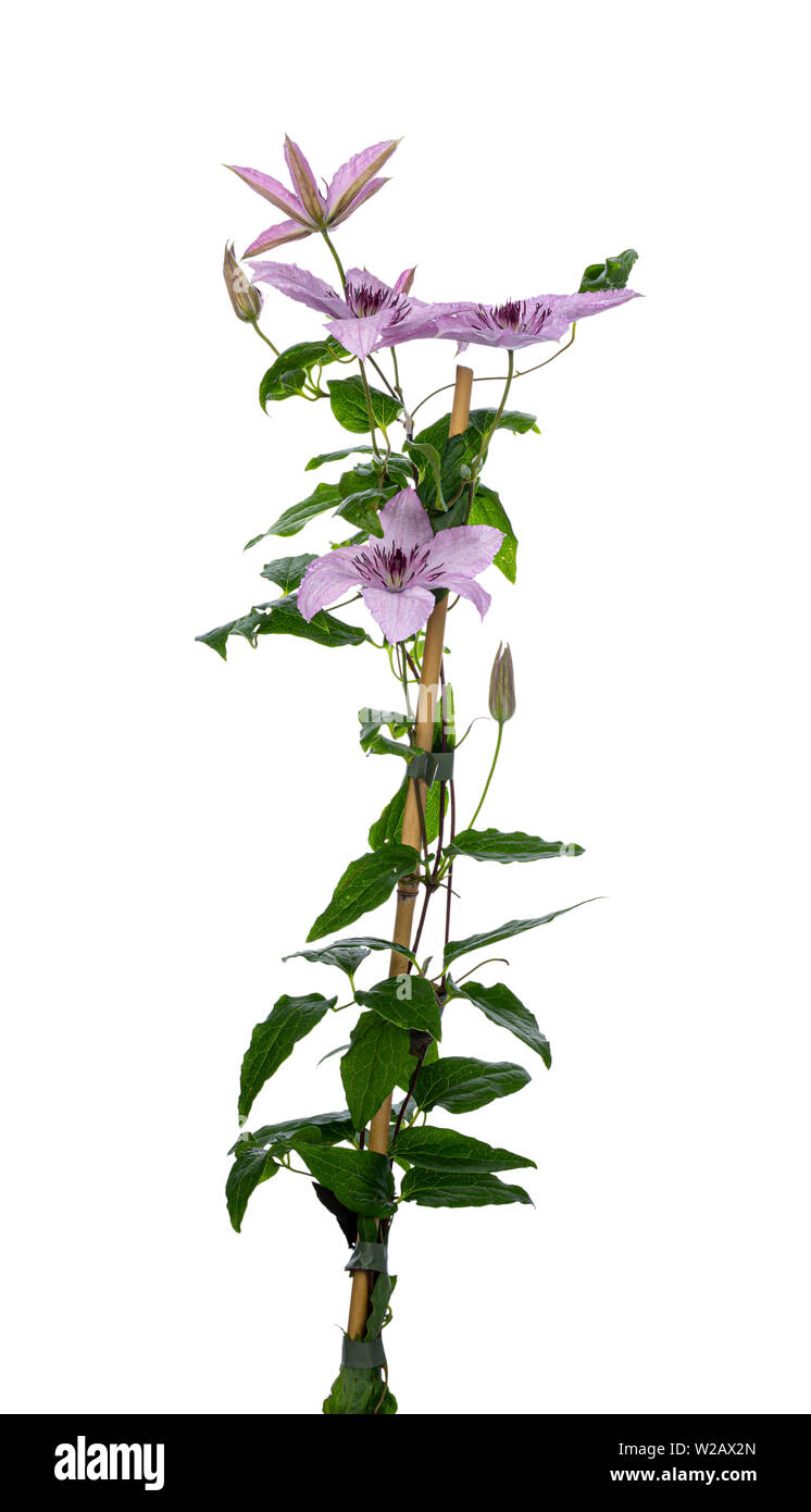 Arrampicata / lilla rosa blooming Clematis Hagley Hybrid fiori sul ramo con foglie. Isolato su sfondo bianco. Foto Stock