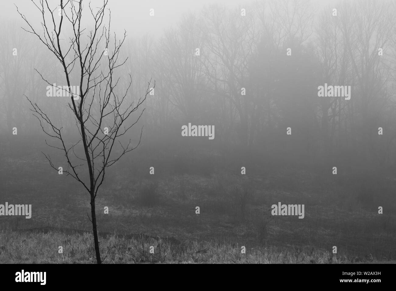 Dark di nebbia e nebbiosa foresta scura con alberi di alto fusto Foto Stock