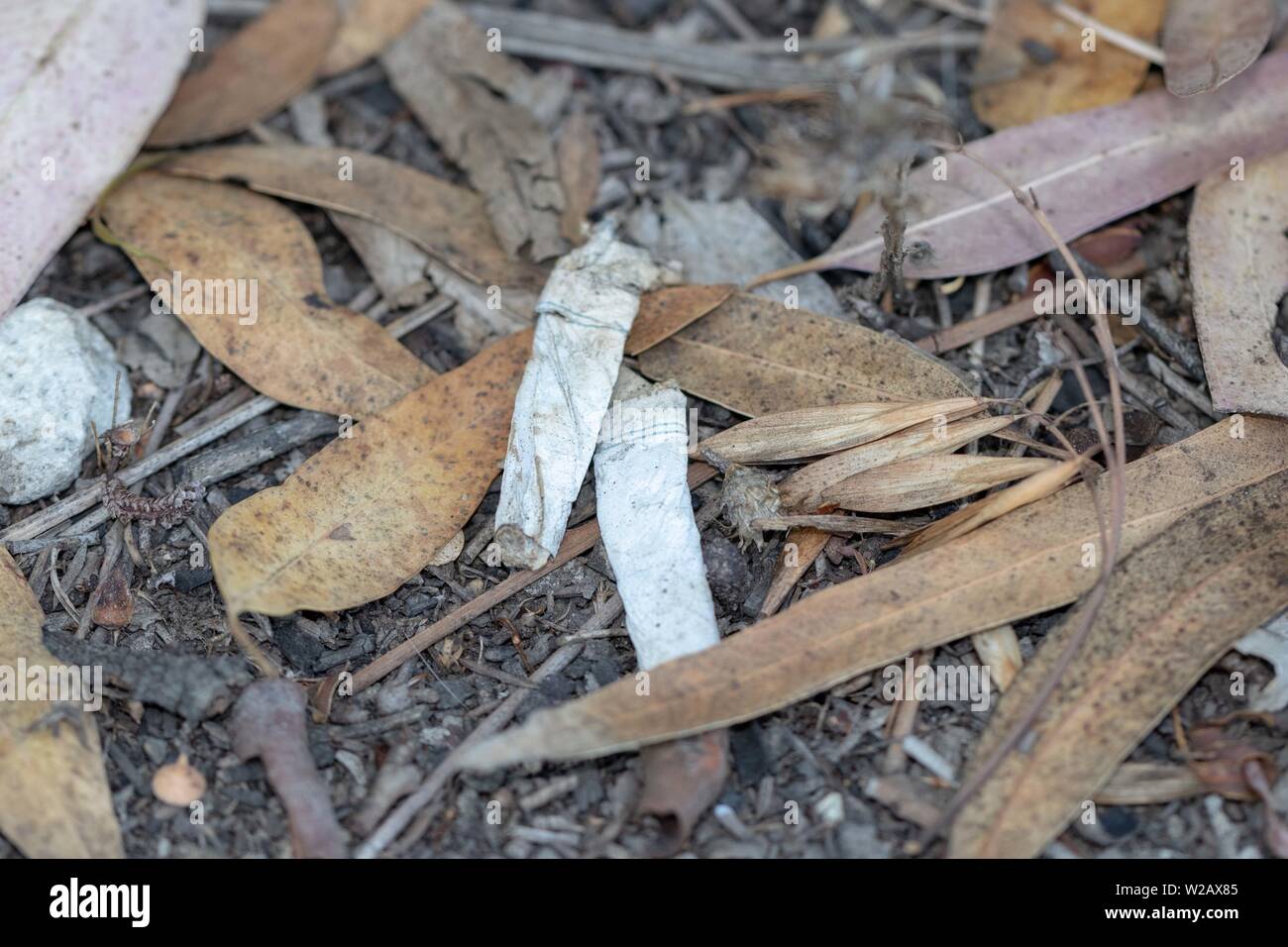 Mozziconi di sigaretta cucciolata Foto Stock