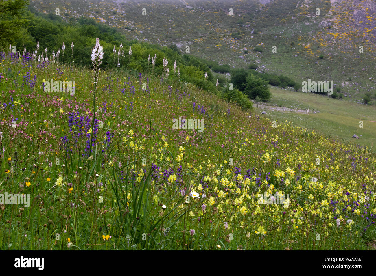 Molla di abbondanti fiori in un prato alpino nel Parco Nazionale di Picos de Europa, Spagna Foto Stock