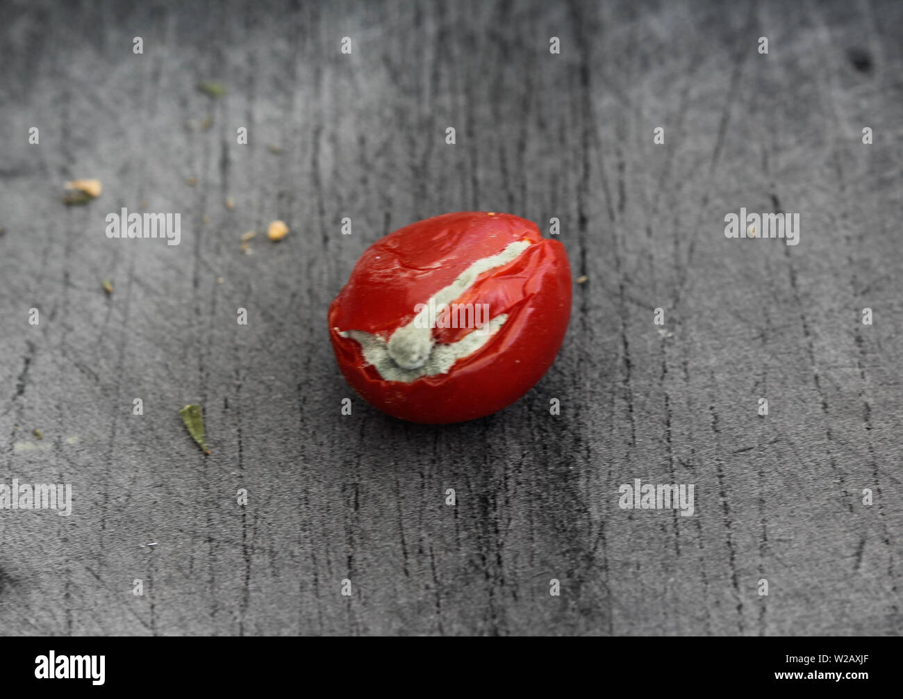 Close up di marcio pomodoro ciliegino nero sul bordo di taglio sullo sfondo Foto Stock