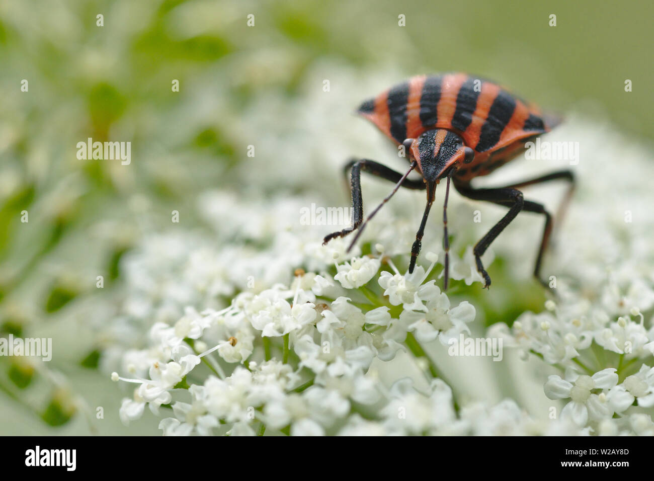 Striped bug (Graphosoma lineatum) bere il nettare da un fiore, scena naturale Foto Stock