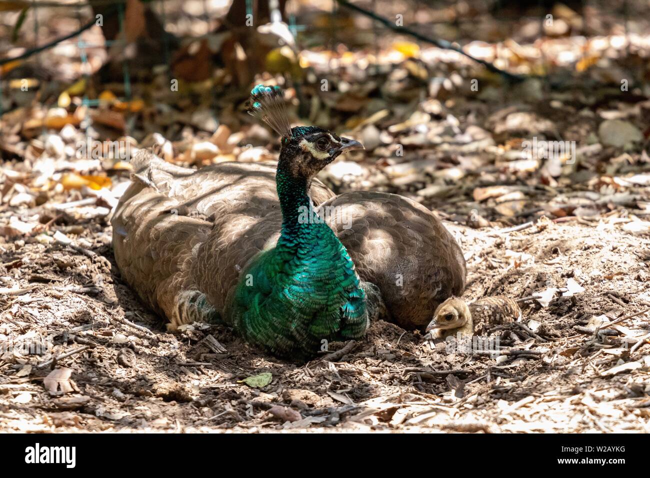 Peahen seduta sul suo nido di neonati Foto Stock