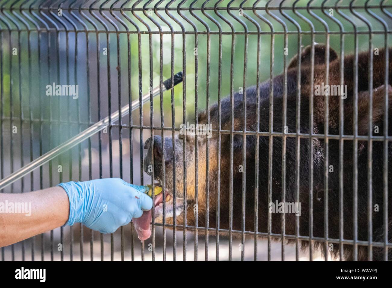 Alimentazione zookeeper un american black bear Foto Stock