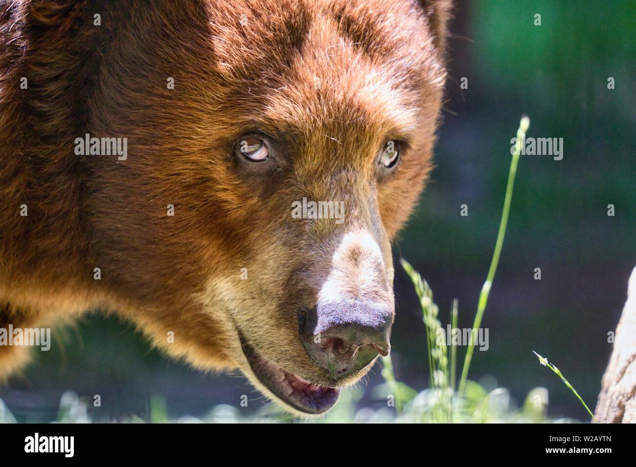 American black bear close up Foto Stock